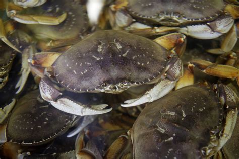 California commercial Dungeness crab season delayed